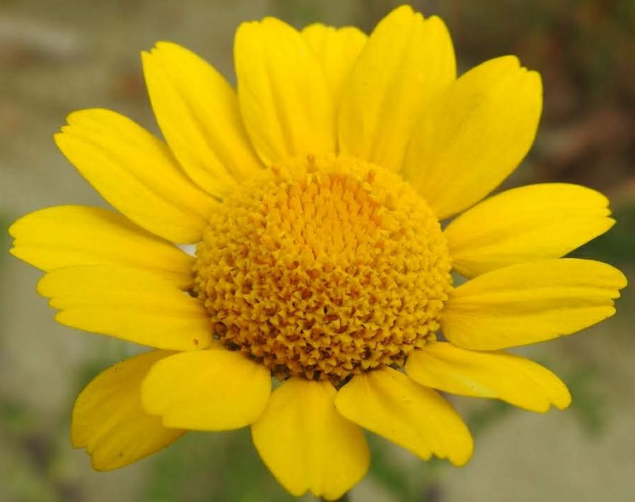 ... Fiori di Camomilla, ...