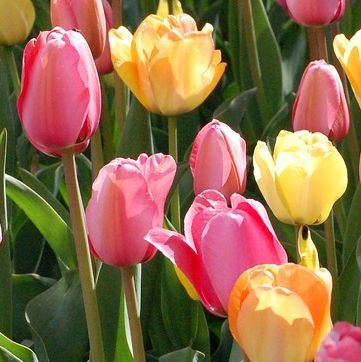 E' tempo di Tulipani, 