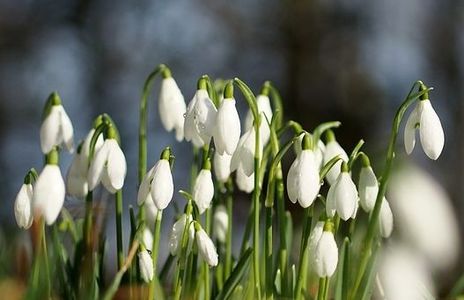 ... fiori di Bucaneve