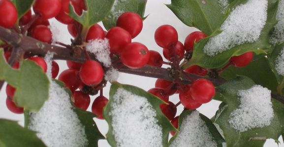 ... tempo di Agrifogli, 