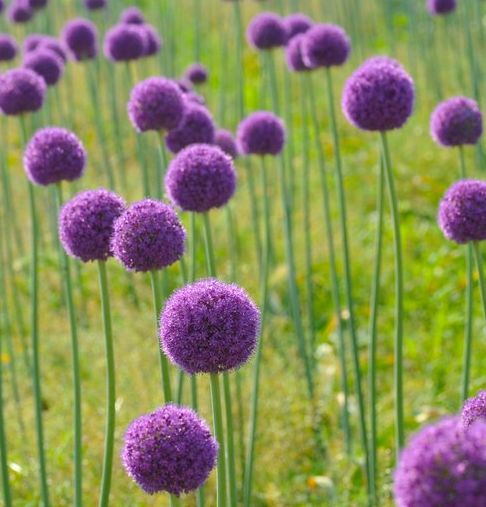 E' tempo di Fiori d'Aglio, 