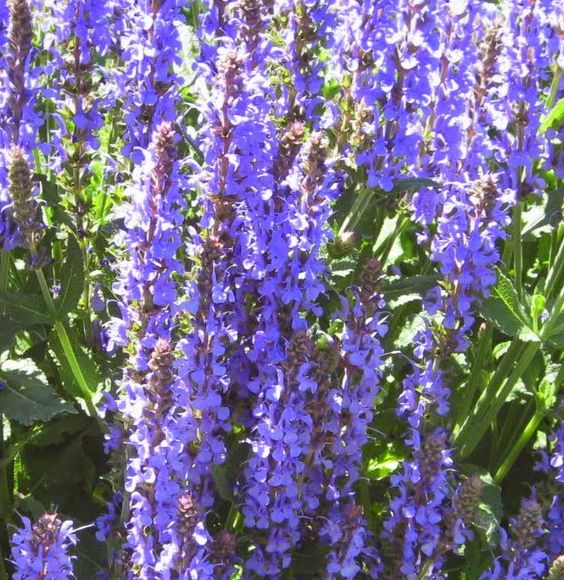 ... e Fiori di Salvia.