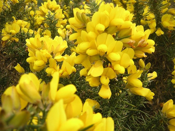 ... Ginestre, ...