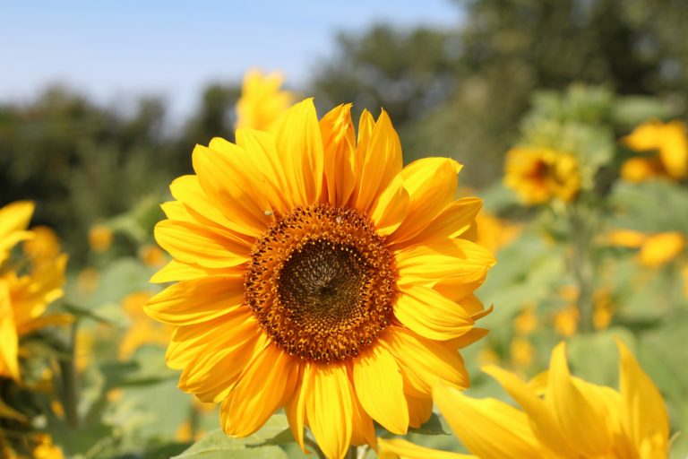 ... e Girasoli !