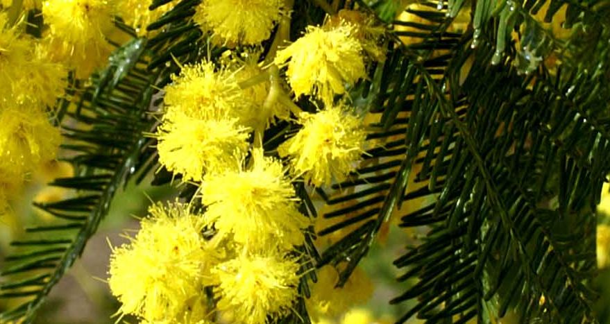 E' tempo di Mimosei, 